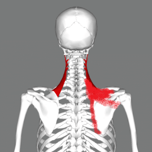 levator scapula trigger points can cause pain in the upper back between the shoudler blades