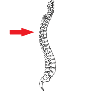 the thoracic spine should be curved