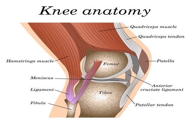 Pain on inside of knee joint - medial knee anatomoy