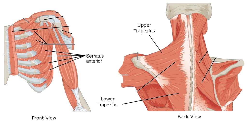 Muscles that move your shoulder blade when doing exercises to strengthen shoulders