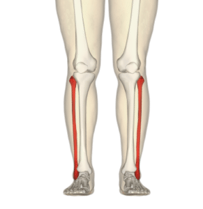 fibular head joint dysfunction can cause pain on outside of knee