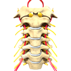 Nerves to your upper body come out of your neck