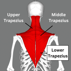 3 parts of the trapezius muscle