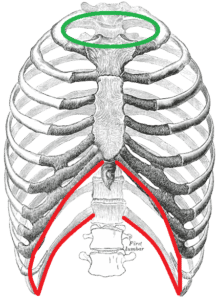 Thoracic Inlet And Thoracic Outlet