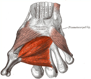 The addcutor pollicis muscle can cause thumb pain in joint