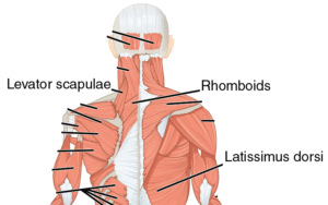 Muscles that contribute to downward rotation of the shoulder blade posture