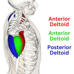 3 heads of the deltoid