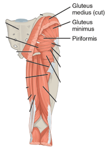 weakness in the gluteus medius and gluteus minimus can cause hip pain climbing stairs
