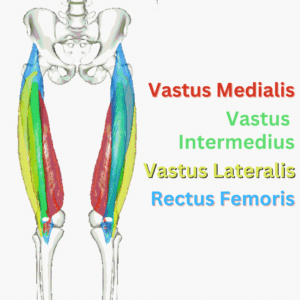 The 4 heads of the quadriceps include the vastus medialis, vastus lateralis, vastus intermedius, and rectus femoris