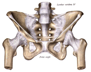 pelvis pubic symphysis and si joint