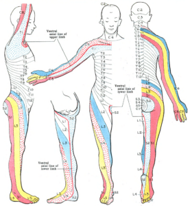 sciatic nerve dematomes tend to follow acupressure meridians