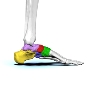 foot arch bones