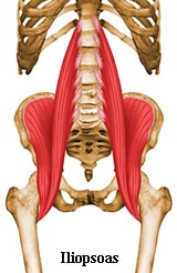 iliopsoas hip flexors