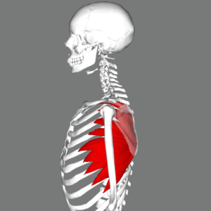a strong serratus anterior in important for upper body strength