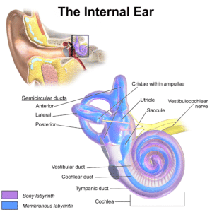 Semicircular canals in inner ear help you maintain your balance