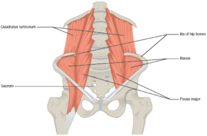 The psoas and quadratus lumborum can compress degenerative discs in the lower back