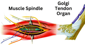 Muscle Spindle and Golgi Tendon Organ