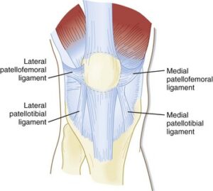 Patellar retinaculum provides kneecap stability