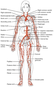 arterial blood circulation pathways