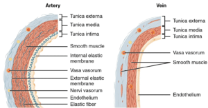 differences between arteries and veins