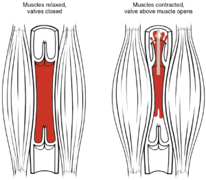 one way valves improve circulation in your veins