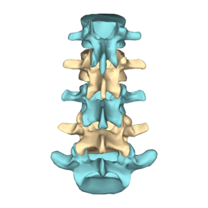 The lumbar vertebrae were not designed to twist. Twisting too much can cause lower back pain when turning over in bed at night. 