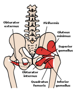 Hip External Rotators
