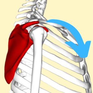 Doing rows can cause Scapular anterior tilt causing rotator cuff and shoulder pain
