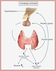 Hypothalamus, pituitary, thyroid gland, T4, T3, Reverse T3