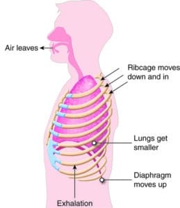 Diaphragm and posture: exhalation