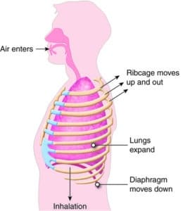 Diaphragm and posture: inhalation