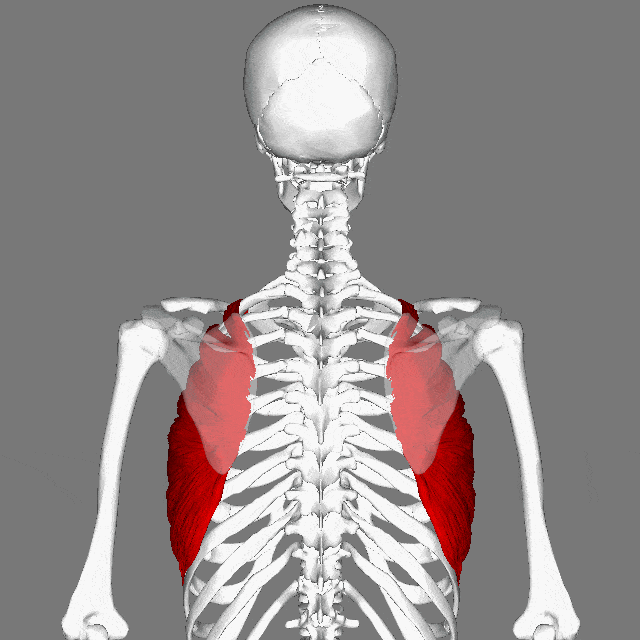 Serratus anterior muscle animation