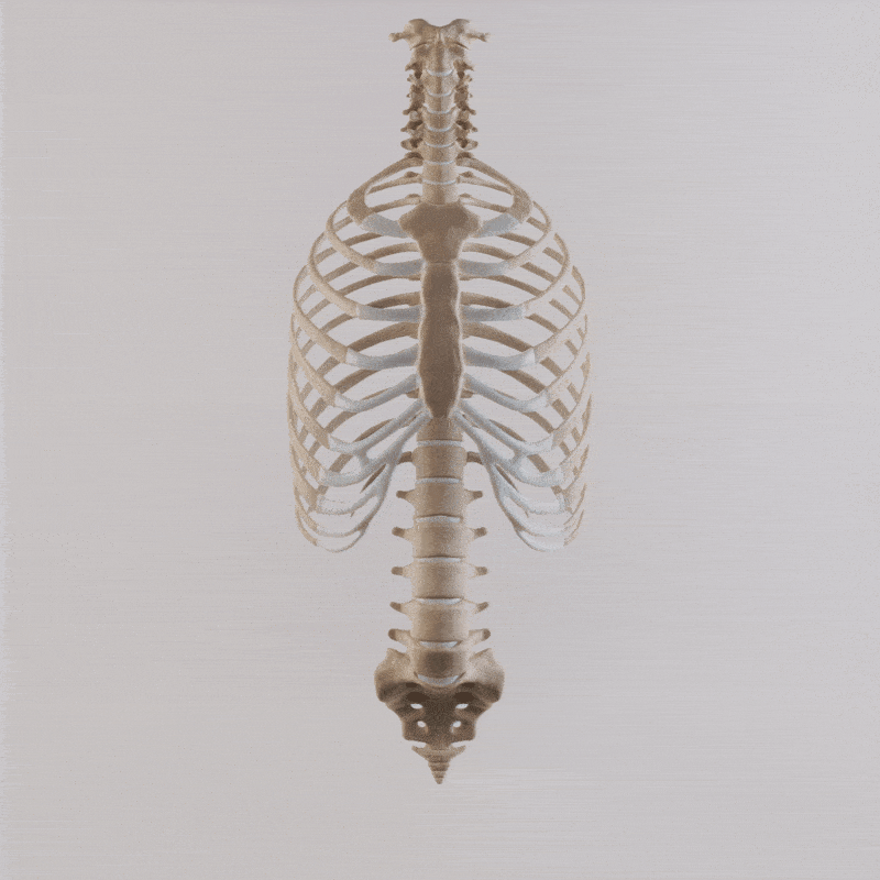 Thoracic spine and ribs