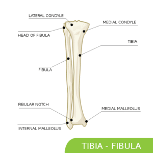 Tibiofibular joint