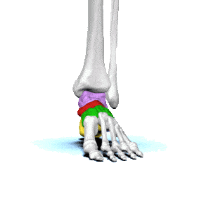 Foot and Ankle Bones animation