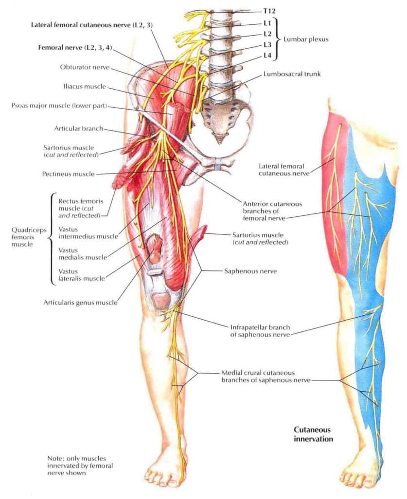The Lateral Femoral Cutaneous Nerve can cause burning in the thigh, a condition know as meralgia paresthetica.