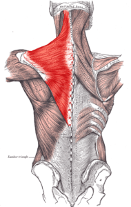 Your upper body muscles hang from your neck