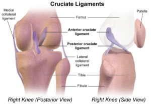 Cruciate Ligaments of the Knee