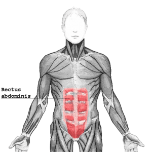 https://upload.wikimedia.org/wikipedia/commons/9/95/Rectus_abdominis.png