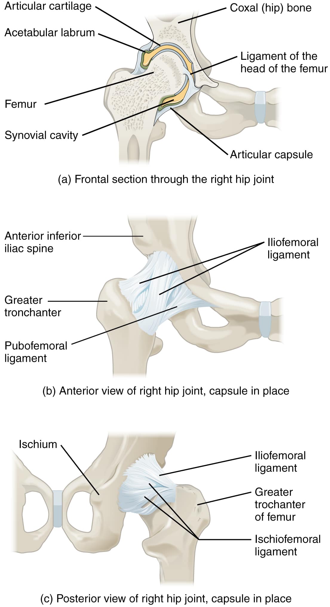 a stiff hip joint capsule can limit hip mobility