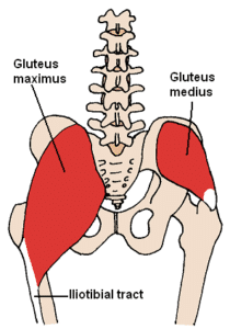 Gluteus medius and Gluteus maximus help with lifting your leg when lying on your side and lying on your belly