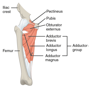 Hip Adductor Muscles can cause inner thigh pain
