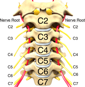 Cervical Spine Labeled
