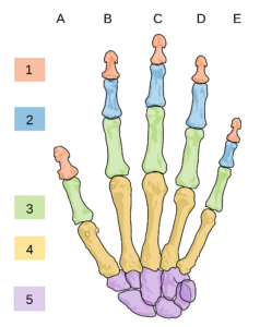 Bones of the Hand