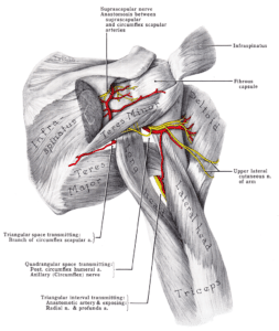 Teres minor and Teres Major can be involved in frozen shoulder