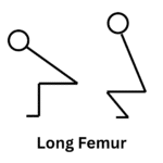long femur for knees over toes